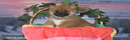 Shiba Inu dogs for sale: Daisy - Ad 5