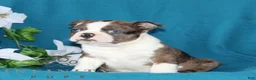 Boston Terrier dogs for sale: Andy  - Ad 4