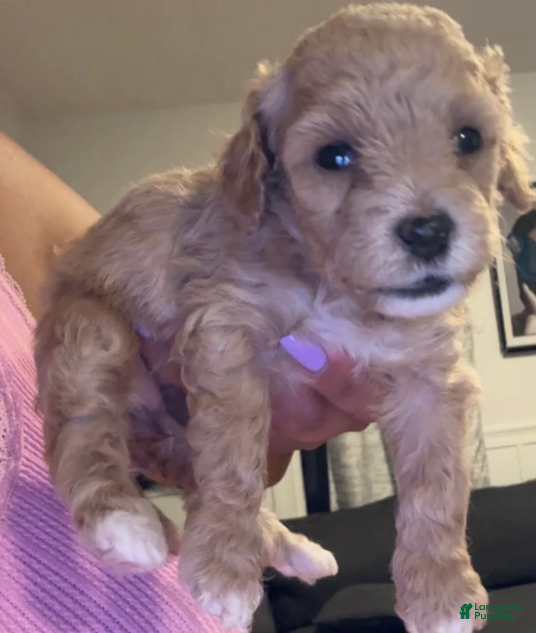 Mini Goldendoodle dogs for sale: Mini Goldendoodle 3 - Ad 2