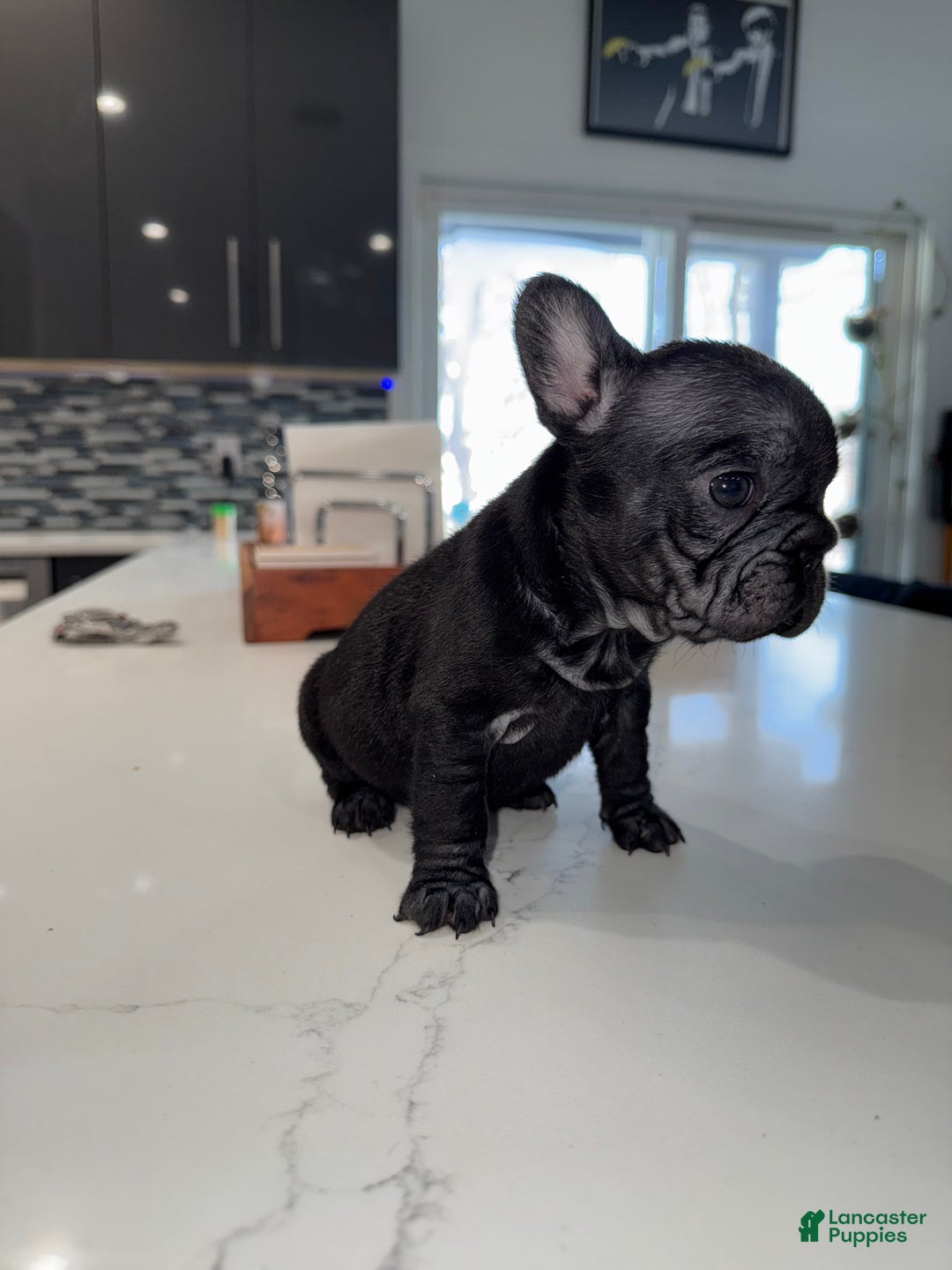 French Bulldog dogs for sale: French Bulldog Puppy 7 - Ad 3