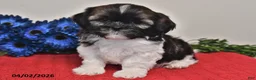 Shih Tzu dogs for sale: Ace - Ad 4
