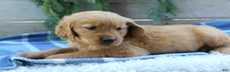 Golden Retriever dogs for sale: Buddy - Ad 4