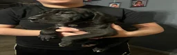 Great Dane dogs for sale: Great Dane Puppy 3 - Ad 2