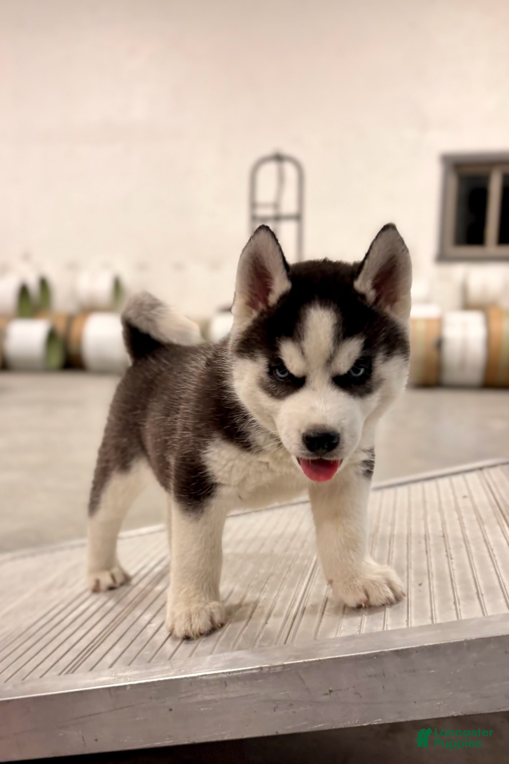 Siberian Husky dogs Bryce - Ad 1