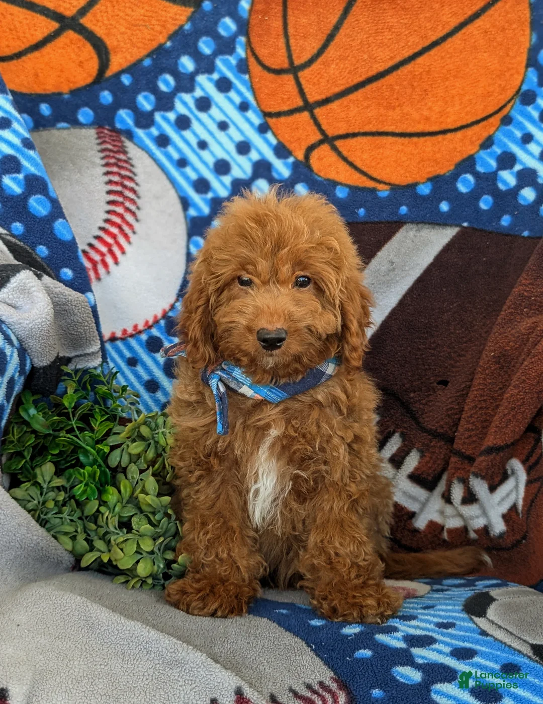 Mini Goldendoodle dogs for sale: Coby Hypoallergenic - Ad 2