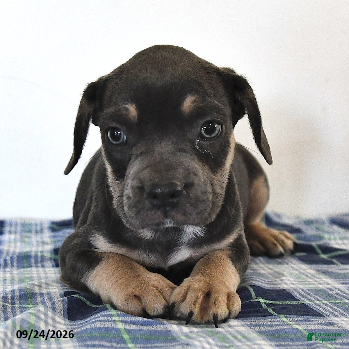 Mixed Breed dogs Leo  - Ad 1