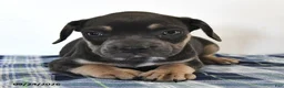 Mixed Breed dogs for sale: Leo  - Ad 1