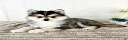 Pomsky dogs for sale: Aurora - Ad 5
