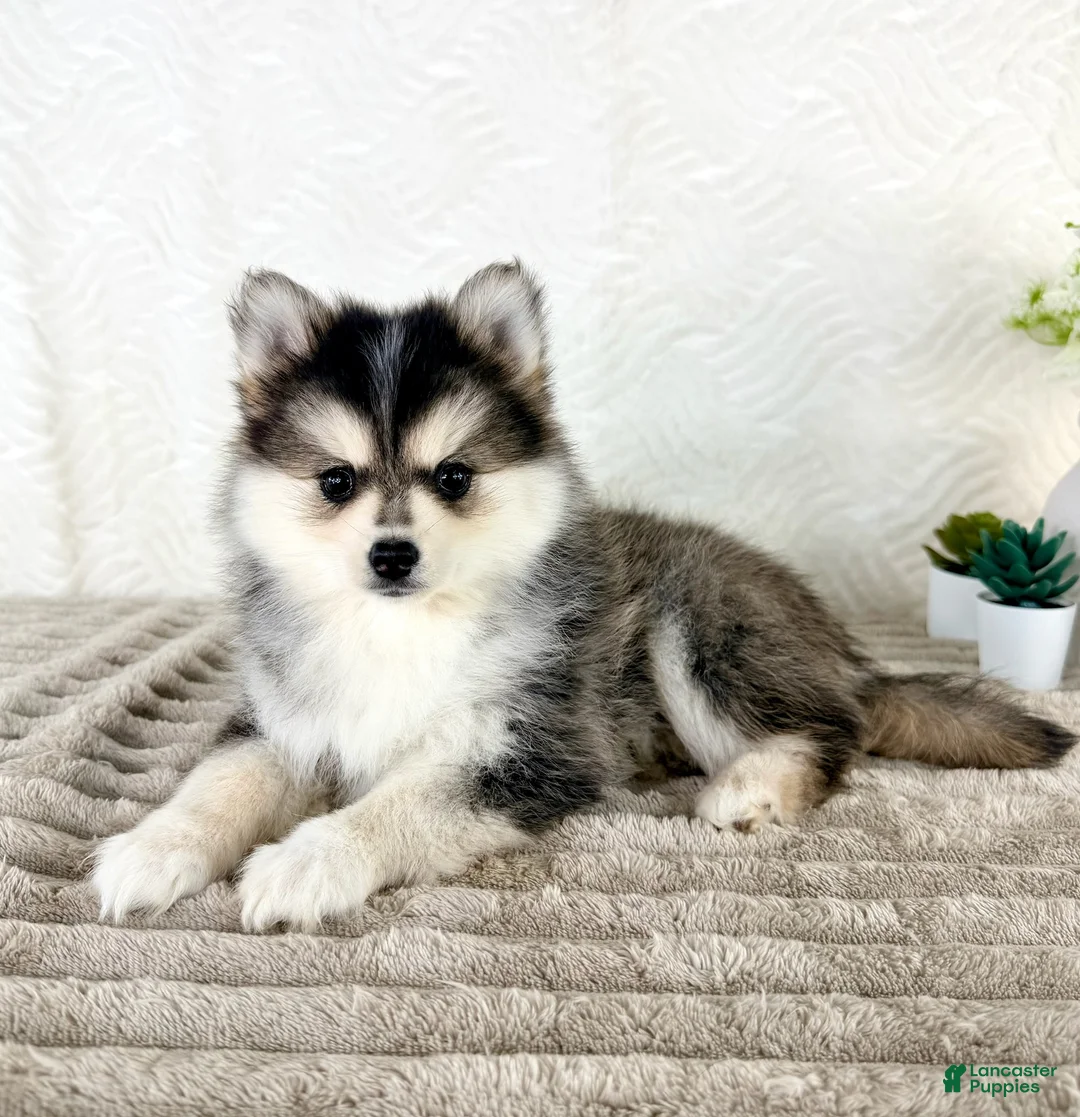 Pomsky dogs for sale: Aurora - Ad 5