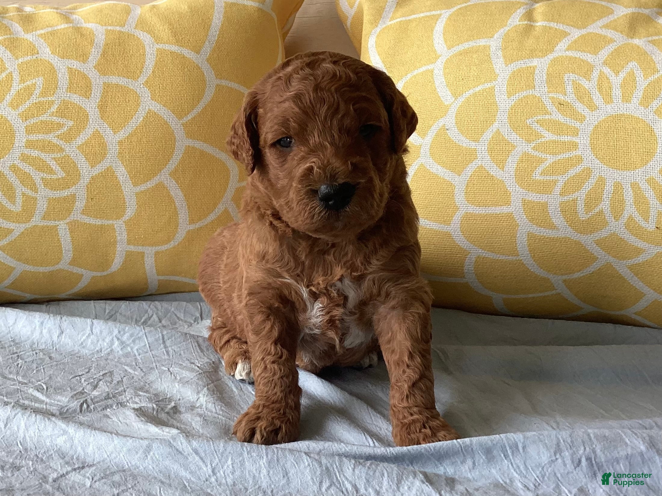Mini Goldendoodle dogs Mini Goldendoodle “Bear” - Ad 1