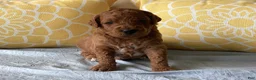 Mini Goldendoodle dogs for sale: Mini Goldendoodle “Bear” - Ad 1