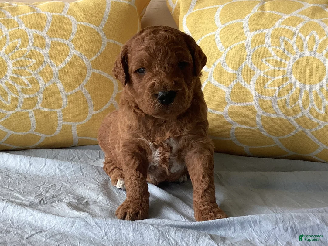 Mini Goldendoodle dogs for sale: Mini Goldendoodle “Bear” - Ad 1