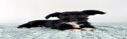 Miniature Schnauzer dogs for sale: AKC Sophie  - Ad 3