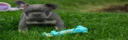 French Bulldog dogs for sale: Kilo  - Ad 8