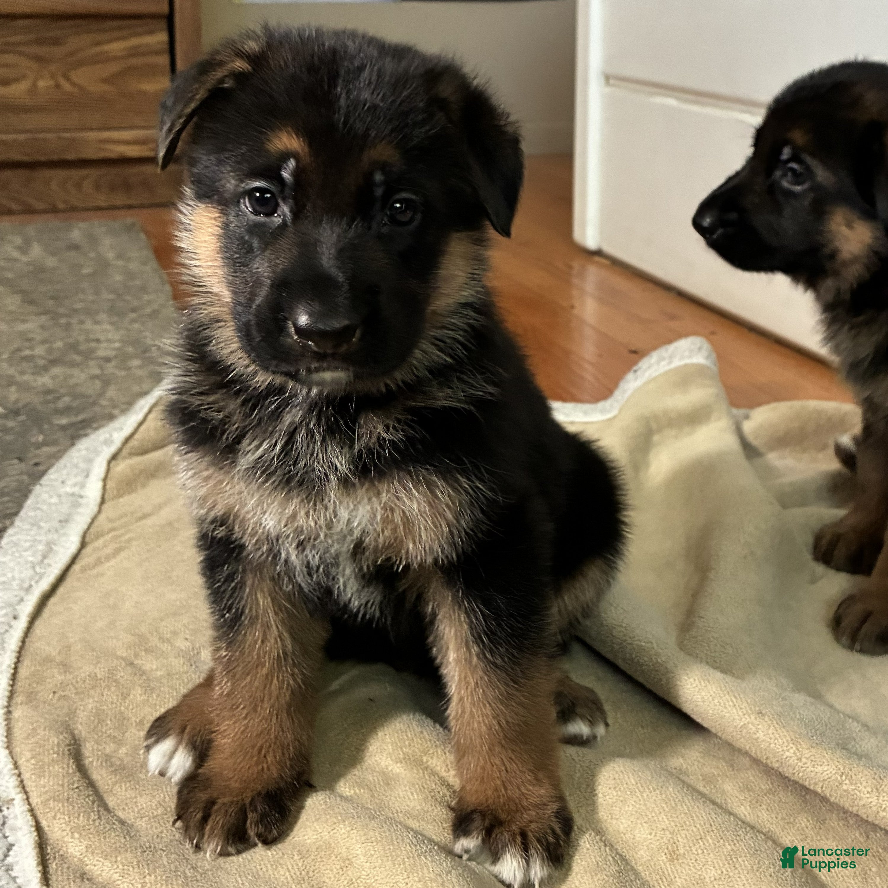 German Shepherd dogs Betty - Ad 1