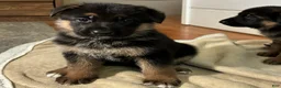 German Shepherd dogs for sale: Betty - Ad 2