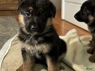 German Shepherd dogs Betty - Ad 2