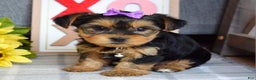 Yorkshire Terrier dogs for sale: Harper  - Ad 7