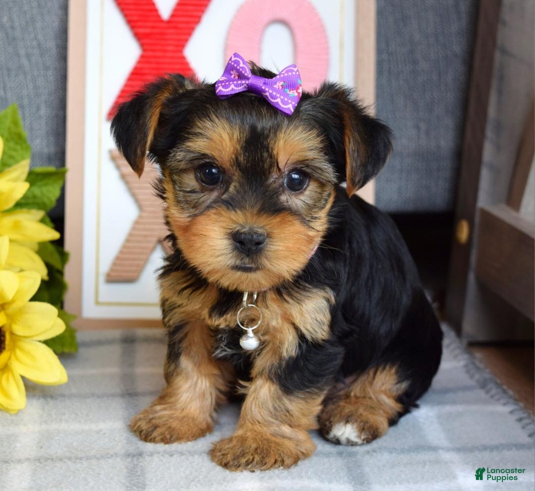 Yorkshire Terrier dogs for sale: Harper  - Ad 7