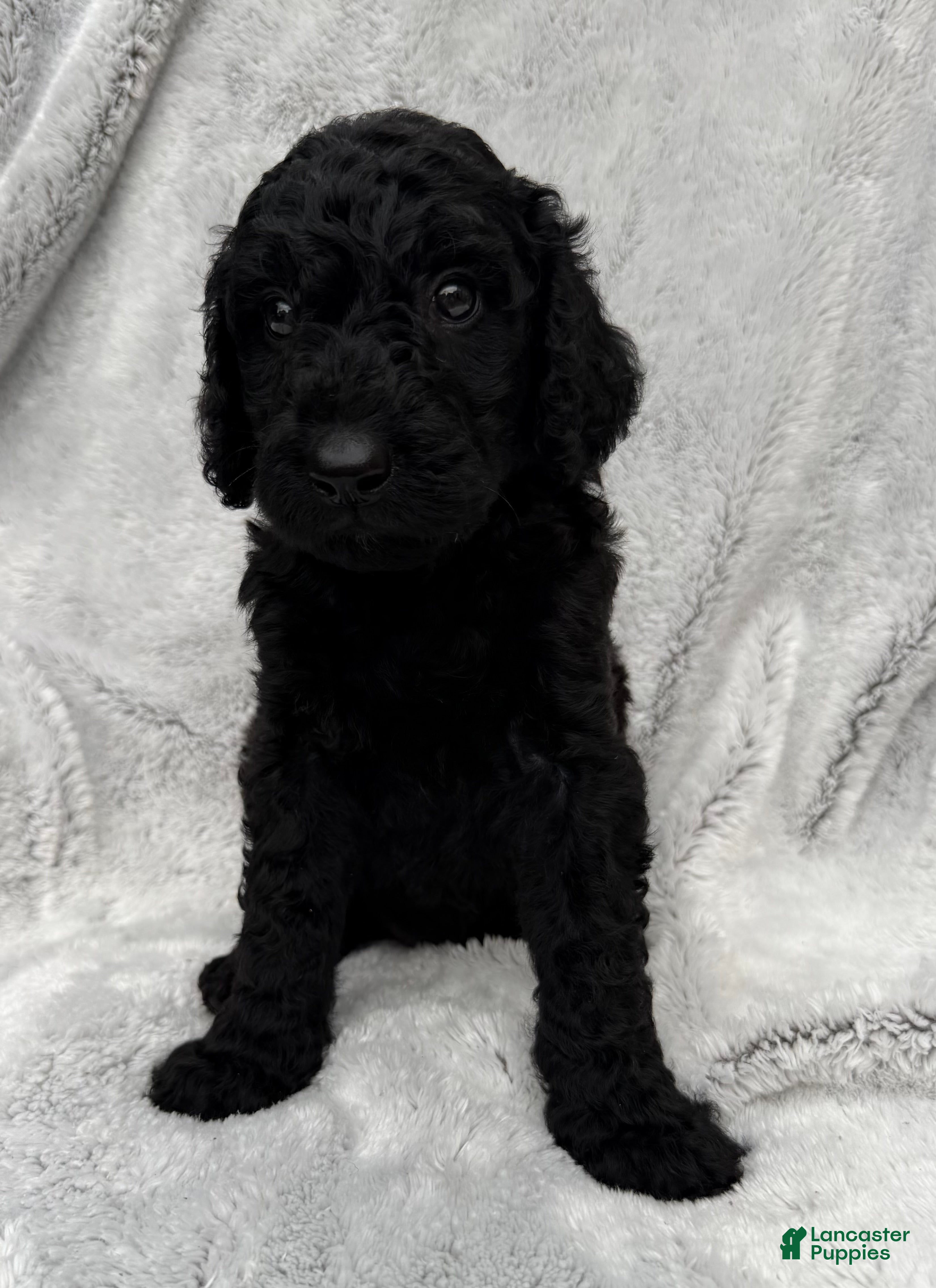 Goldendoodle dogs Baxter - Ad 1