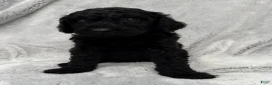 Baxter