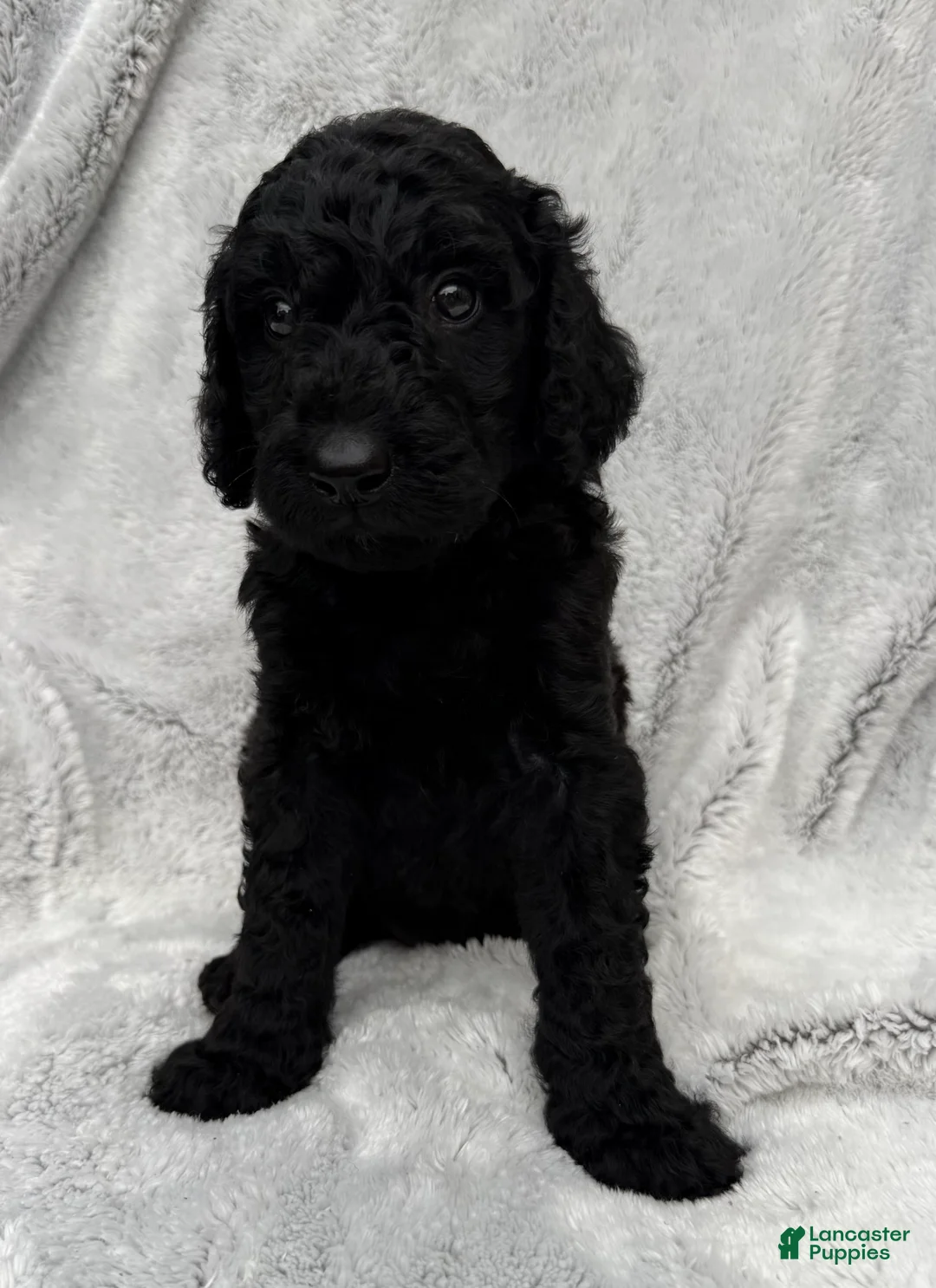 Goldendoodle dogs for sale: Baxter - Ad 1