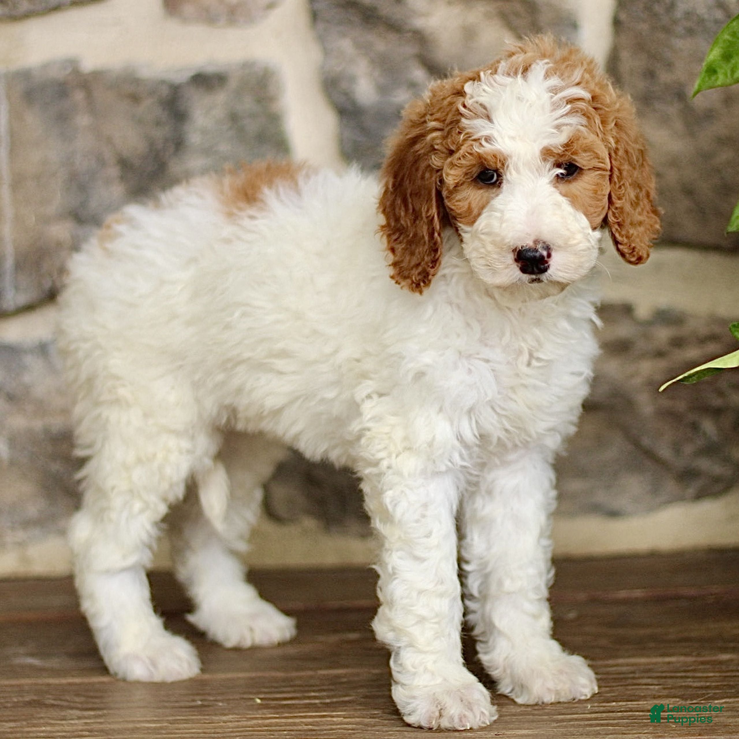 Goldendoodle dogs Joann  - Ad 2