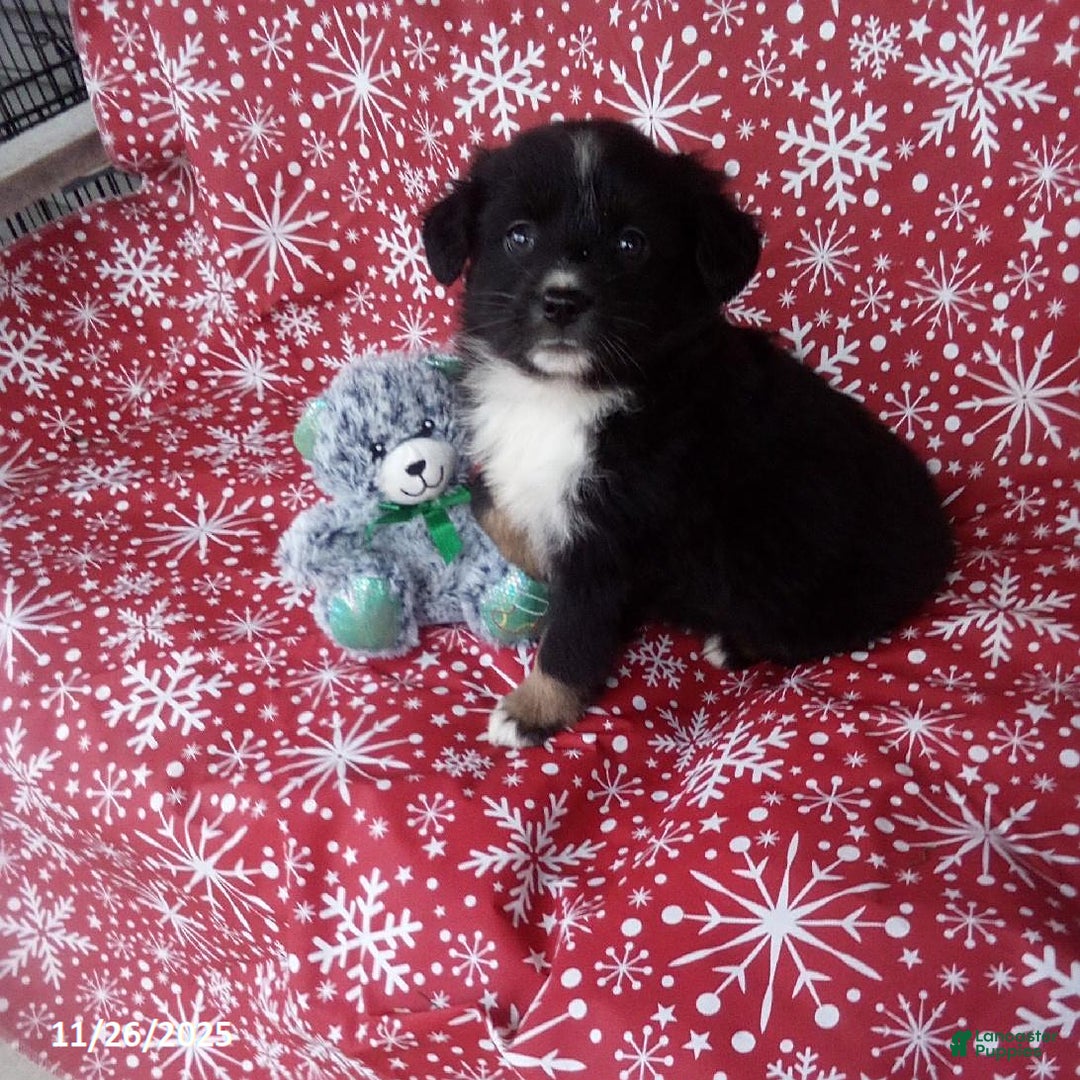 Miniature Australian Shepherd dogs for sale: Hank - Ad 1