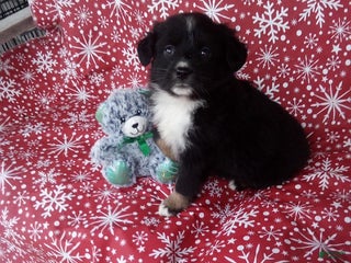 Miniature Australian Shepherd dogs Hank - Ad 10
