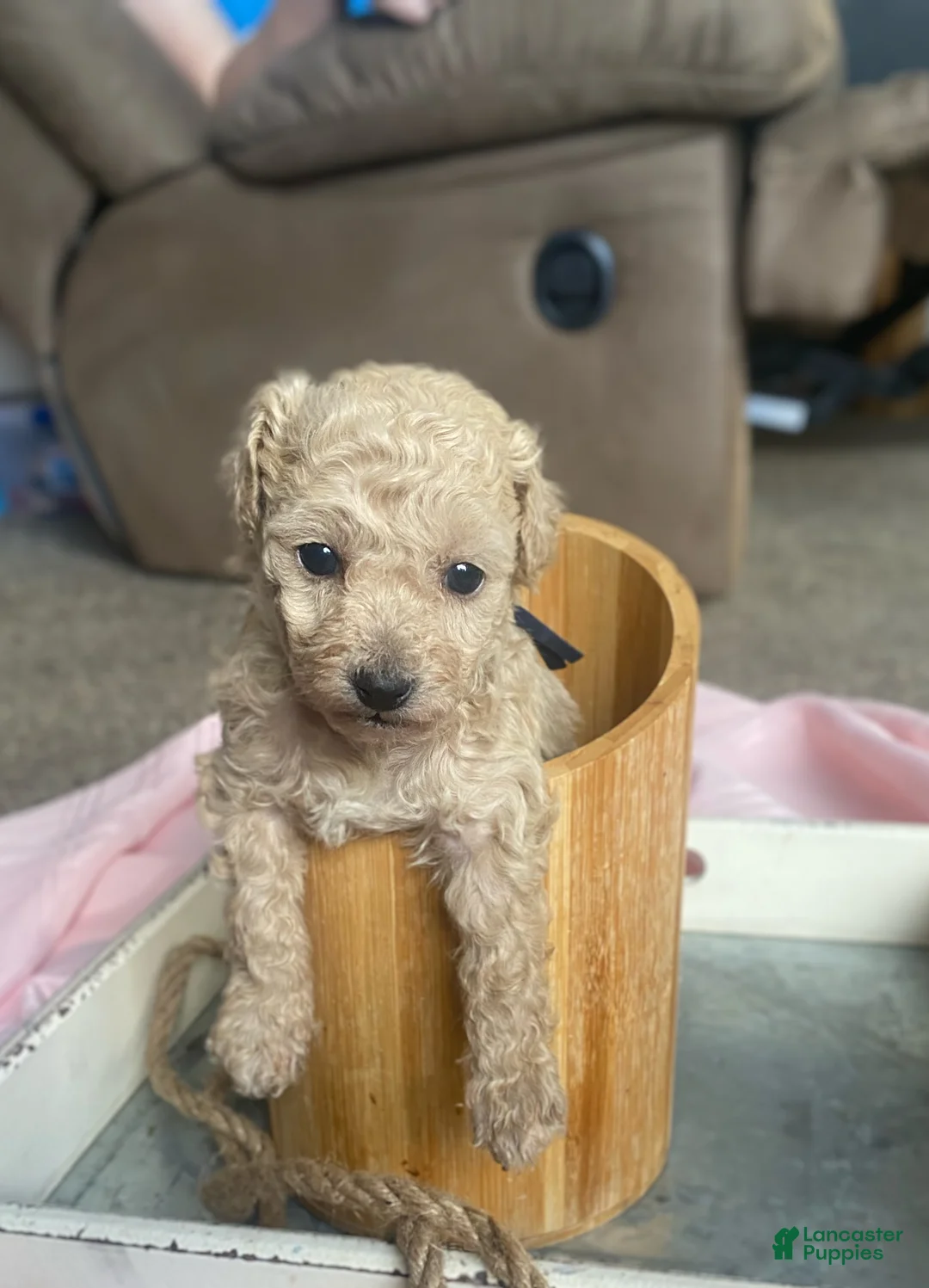 Toy Poodle dogs for sale: SWEET CAMERON  - Ad 22