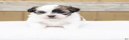 Teddy Bear dogs for sale: Elm - Ad 4