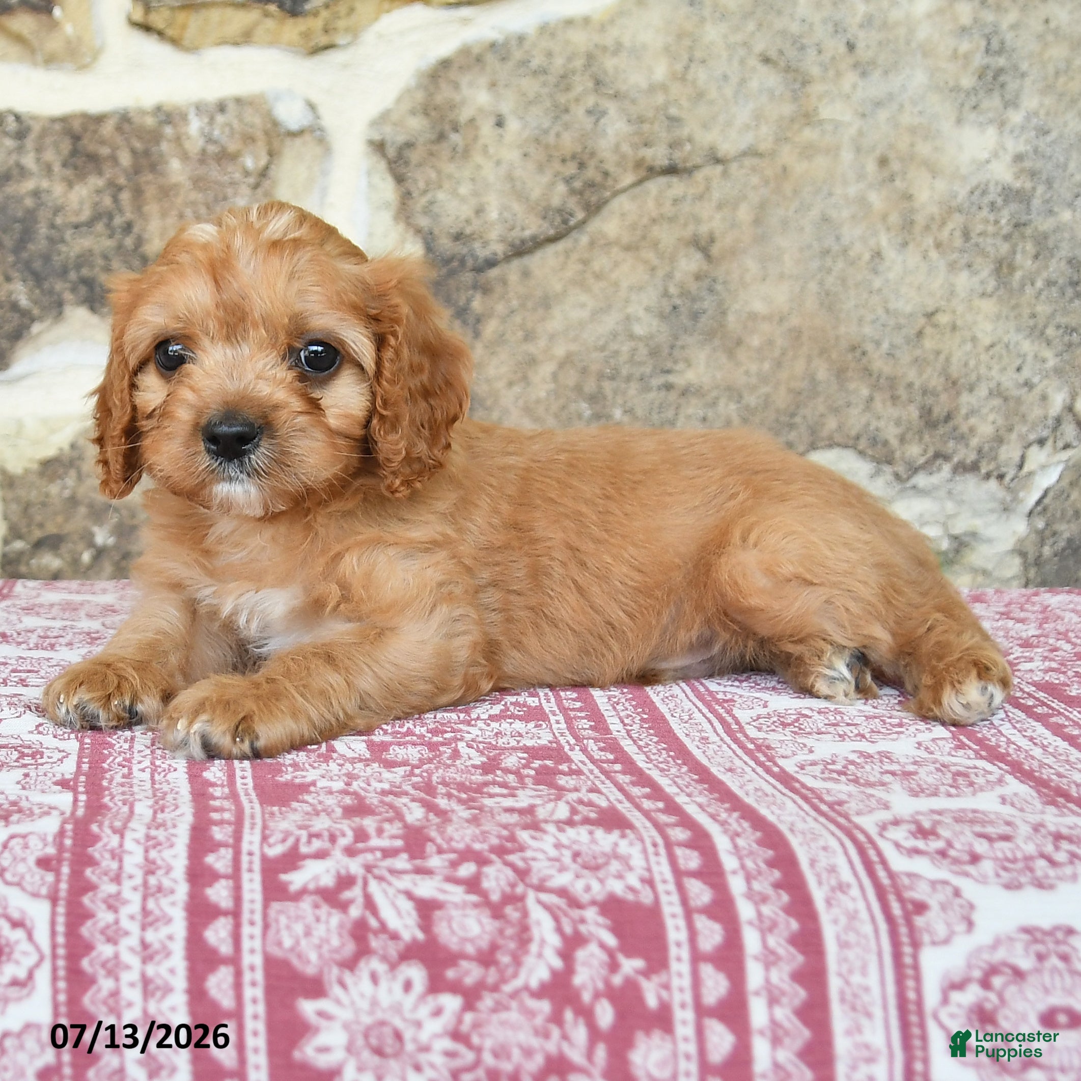 Cavapoo dogs Shilo - Ad 2