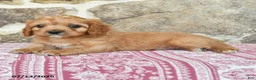 Cavapoo dogs for sale: Shilo - Ad 2