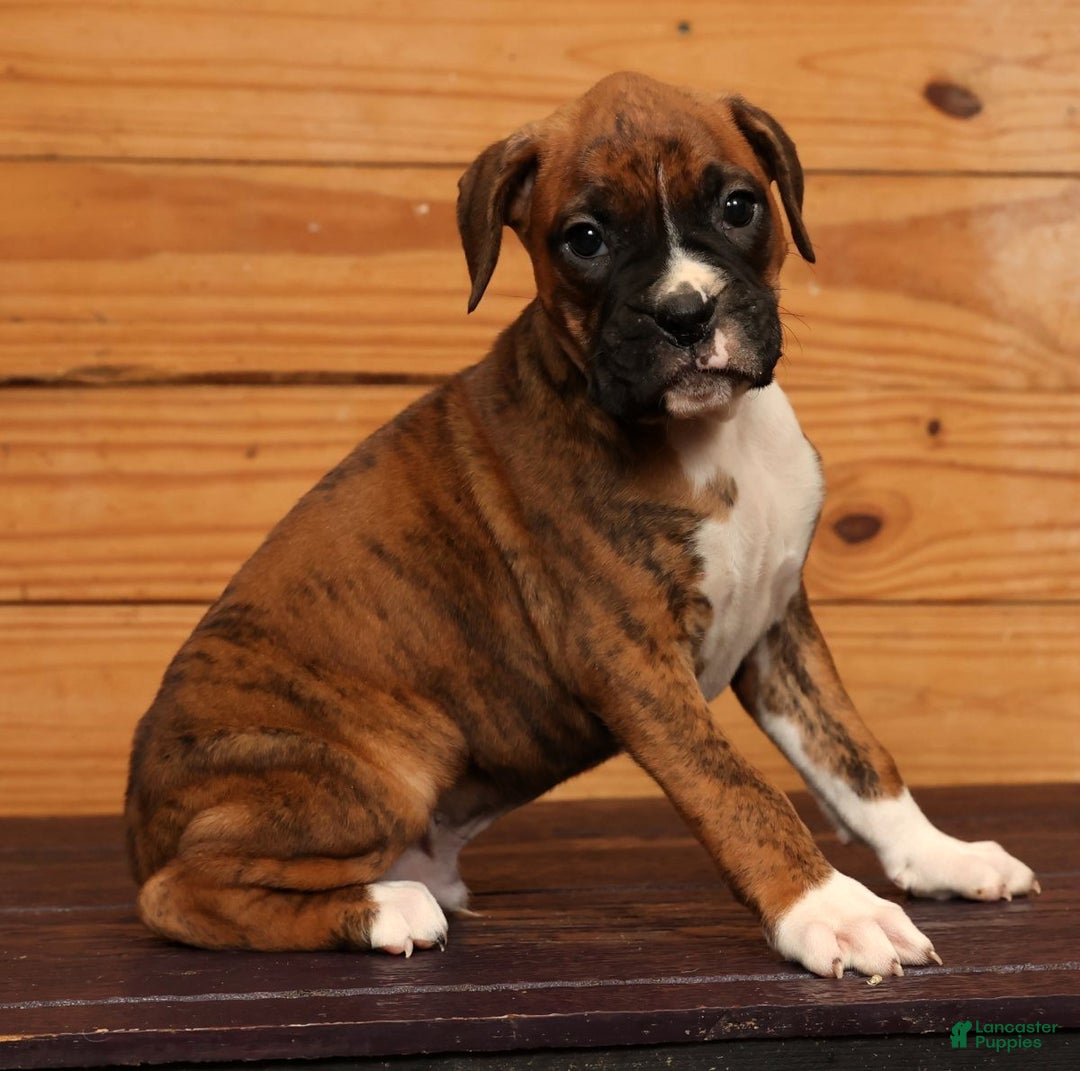Boxer dogs for sale: Rainy - Ad 5