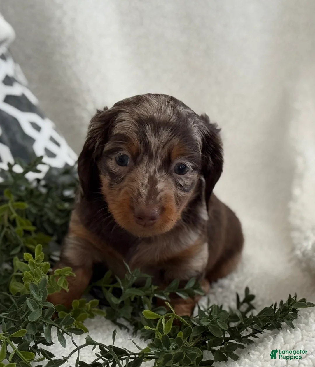 Miniature Dachshund dogs for sale: Tanner - Ad 8