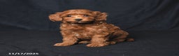Cockapoo dogs for sale: Zinnia - Ad 3