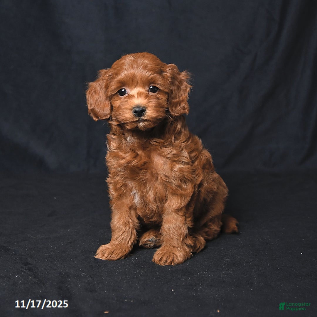 Cockapoo dogs for sale: Zinnia - Ad 3