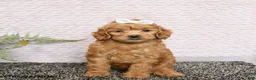 Cockapoo dogs for sale: Roxy - Ad 4