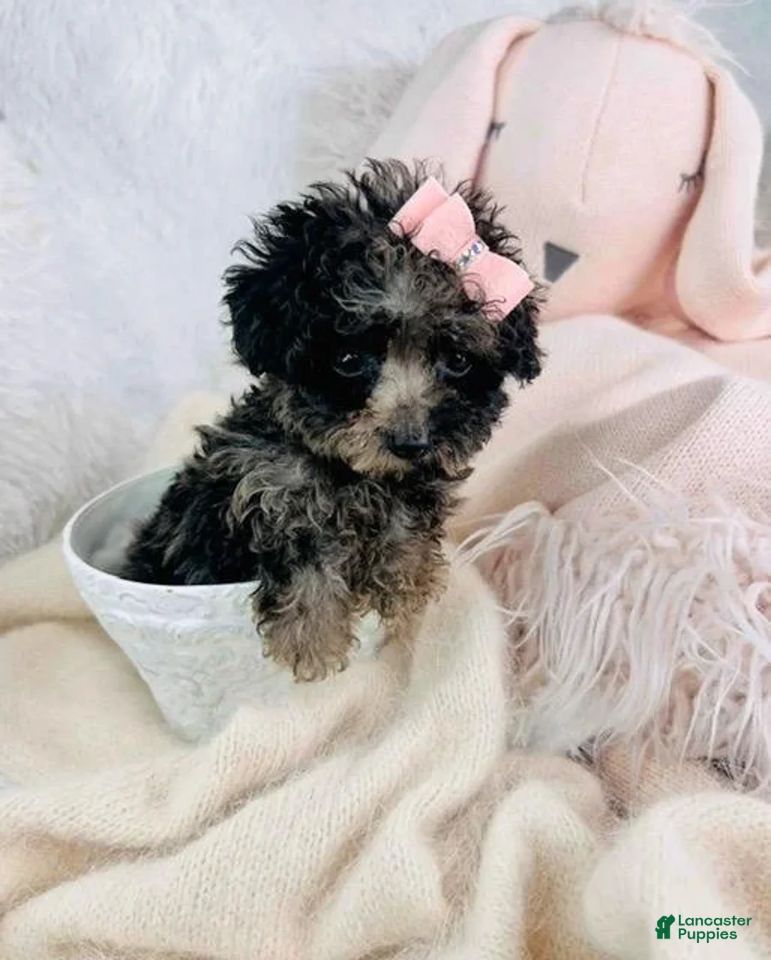 Toy Poodle dogs for sale: Page - Ad 1