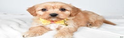 Cavachon dogs for sale: Gary - Ad 2