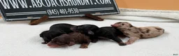 Miniature Dachshund dogs for sale: AKC Russian choc dapple super Bright - Ad 4