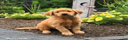 Golden Retriever dogs for sale: Rowdy - Ad 2