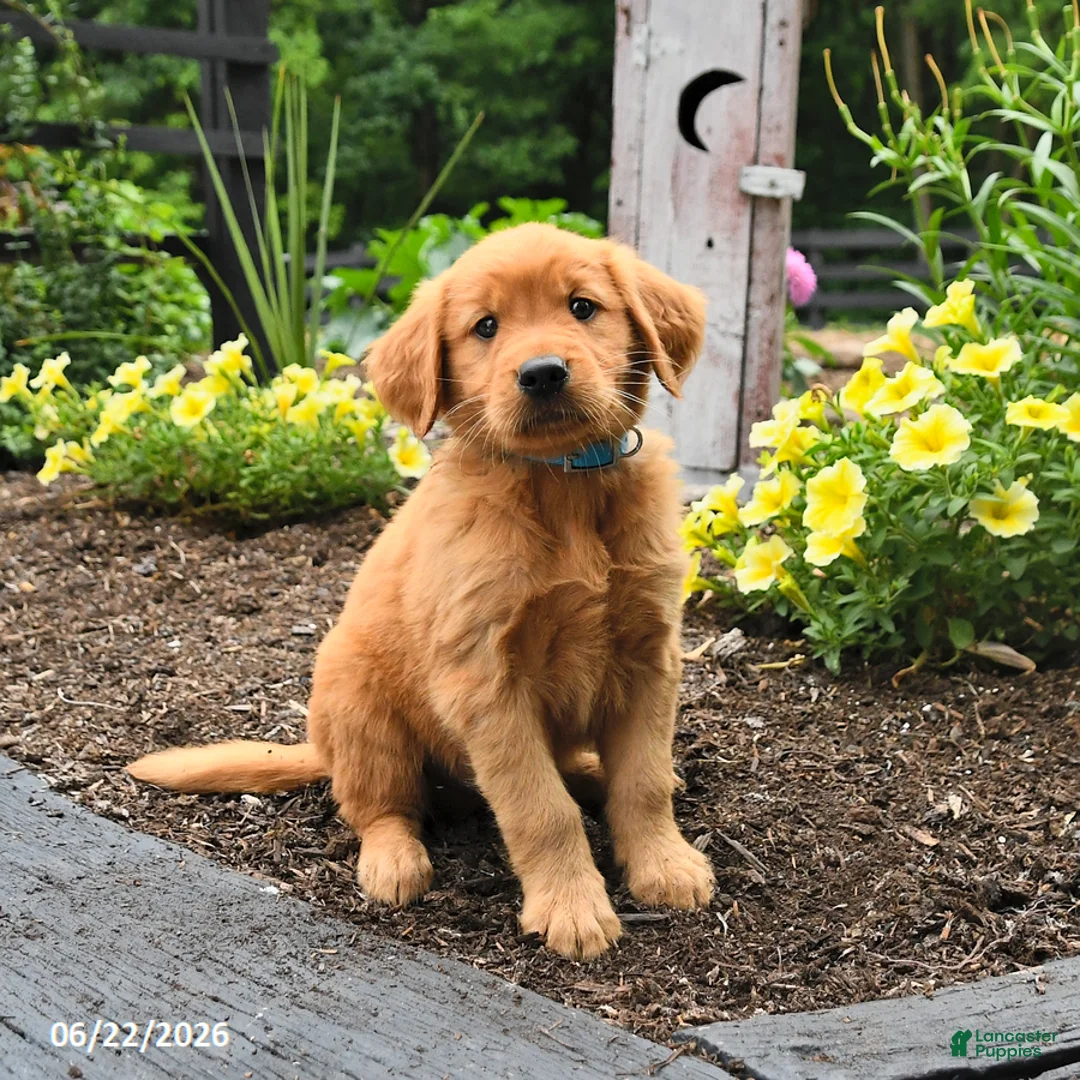 Golden Retriever dogs for sale: Rowdy - Ad 2