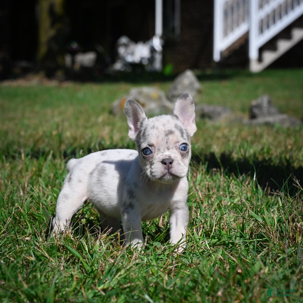 French Bulldog dogs Chloe - Ad 22