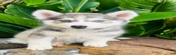 Siberian Husky dogs for sale: Lotus - Ad 5
