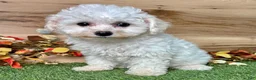 Bichon Frise dogs for sale: Bichon Frise 1 - Ad 2