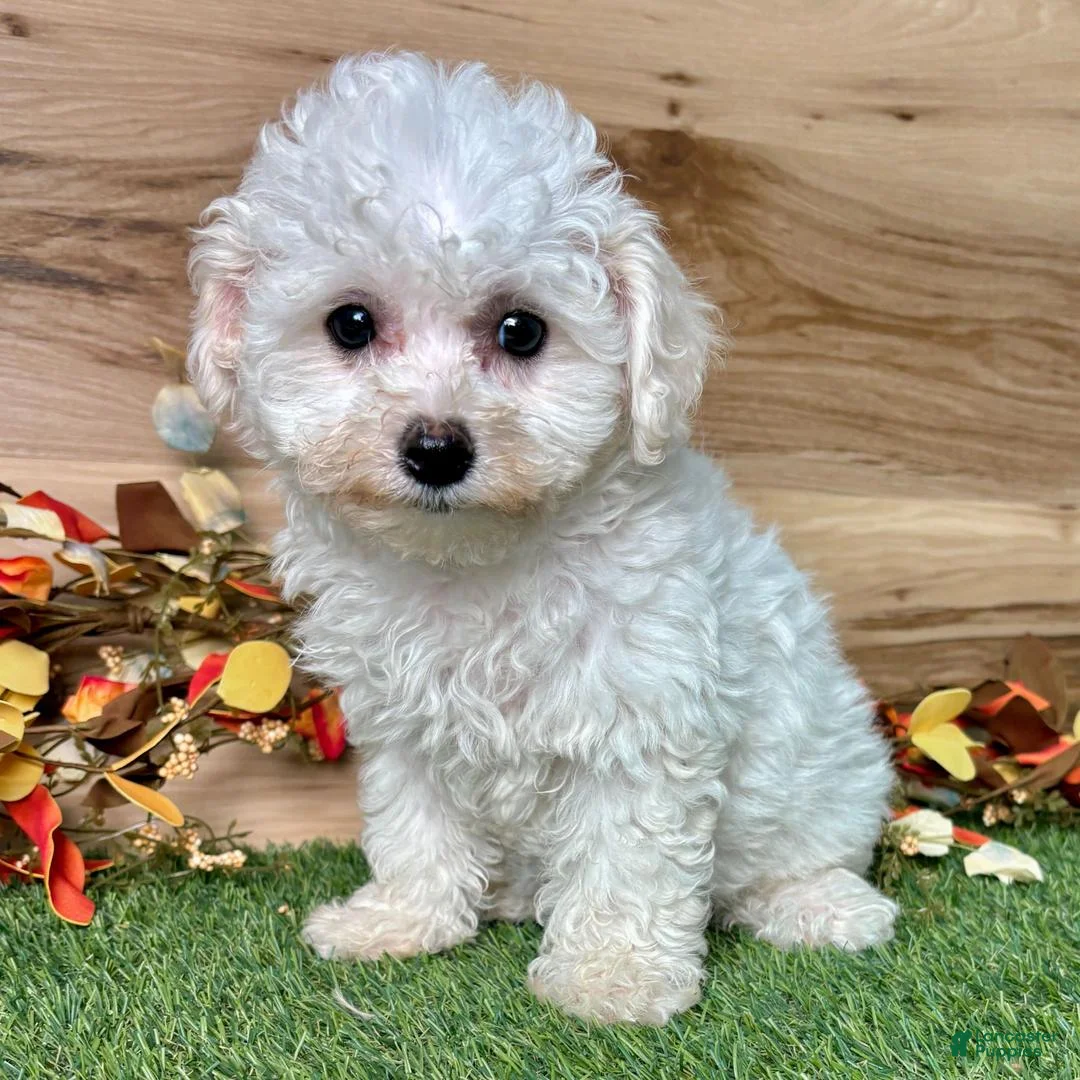 Bichon Frise dogs for sale: Bichon Frise 1 - Ad 2