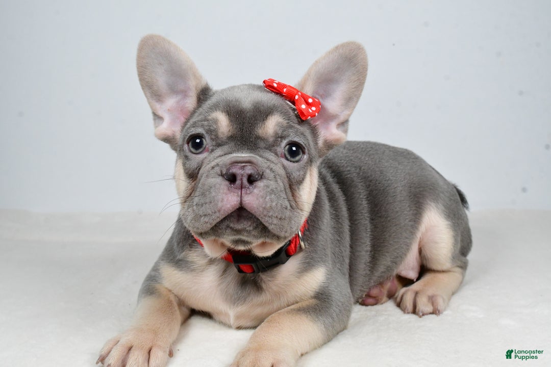 French Bulldog dogs for sale: Buddy  - Ad 5