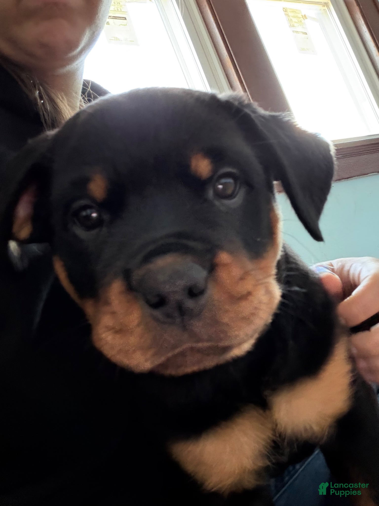 Rottweiler dogs for sale: Navy - Ad 3