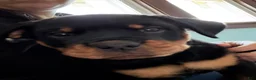 Rottweiler dogs for sale: Navy - Ad 1